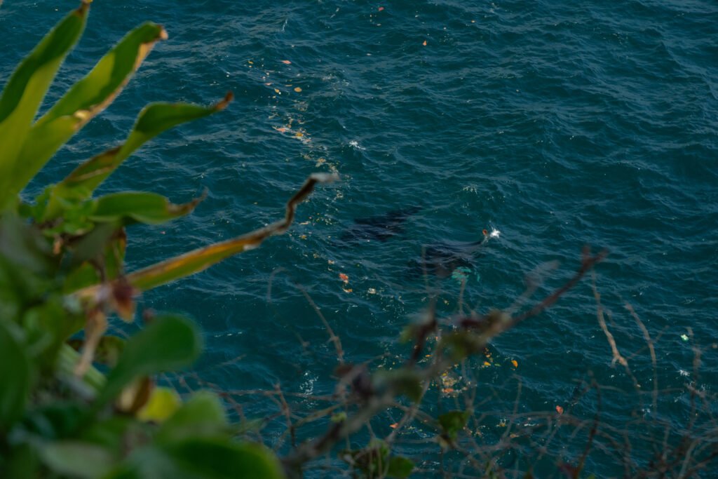Two manta rays glide gracefully beneath the ocean surface, seen from a cliff 30 metres above.