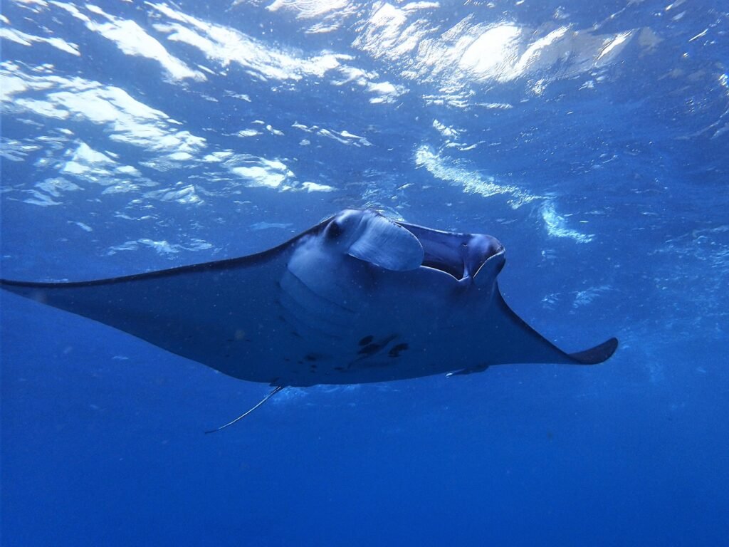 Manta Ray