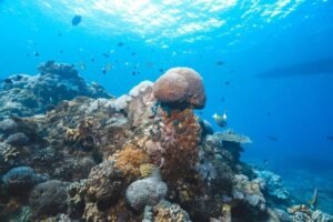 Snorkelers enjoying clear blue water and coral reef at Crystal Bay, Nusa Penida, Bali.