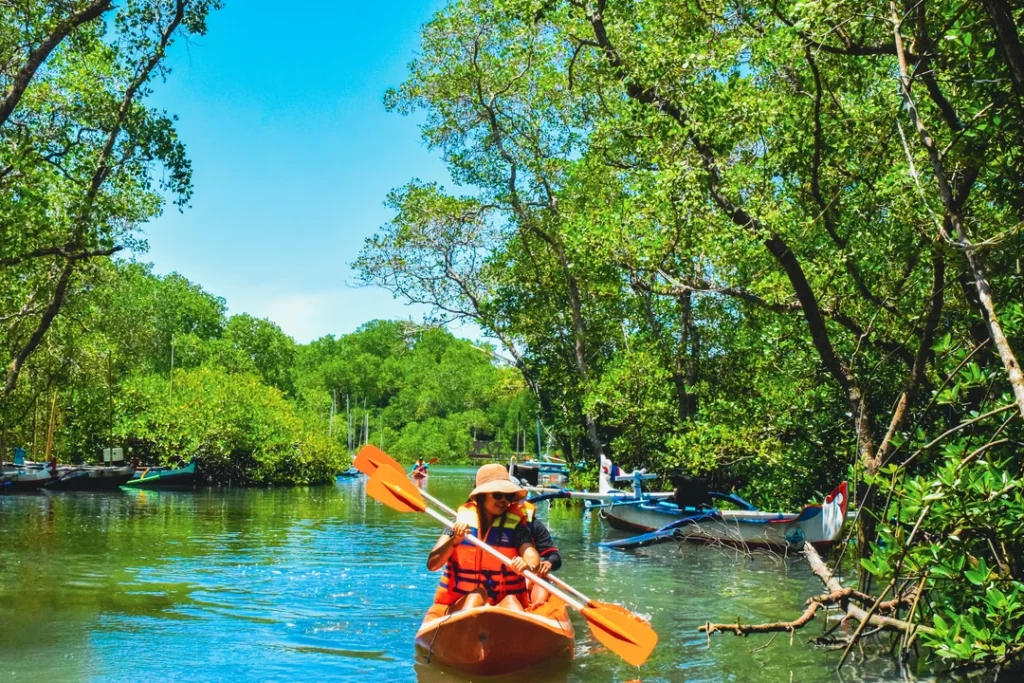 Tourists kayaking through dense green mangrove forest at Mangrove Point, Nusa Lembongan, Bali.