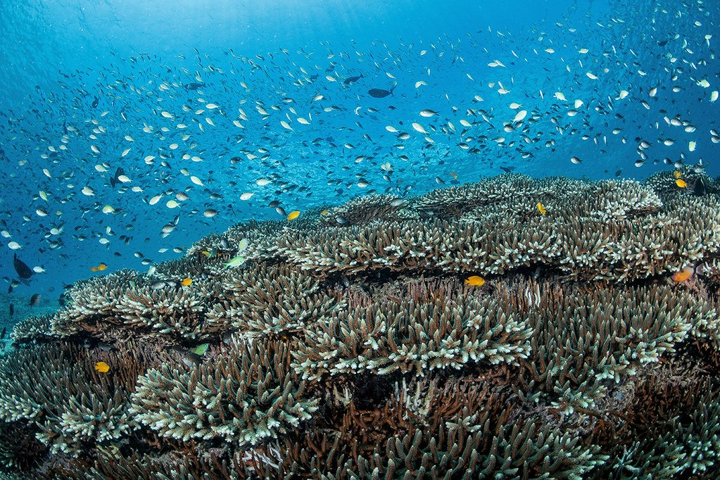 SD Point coral reef and clear water