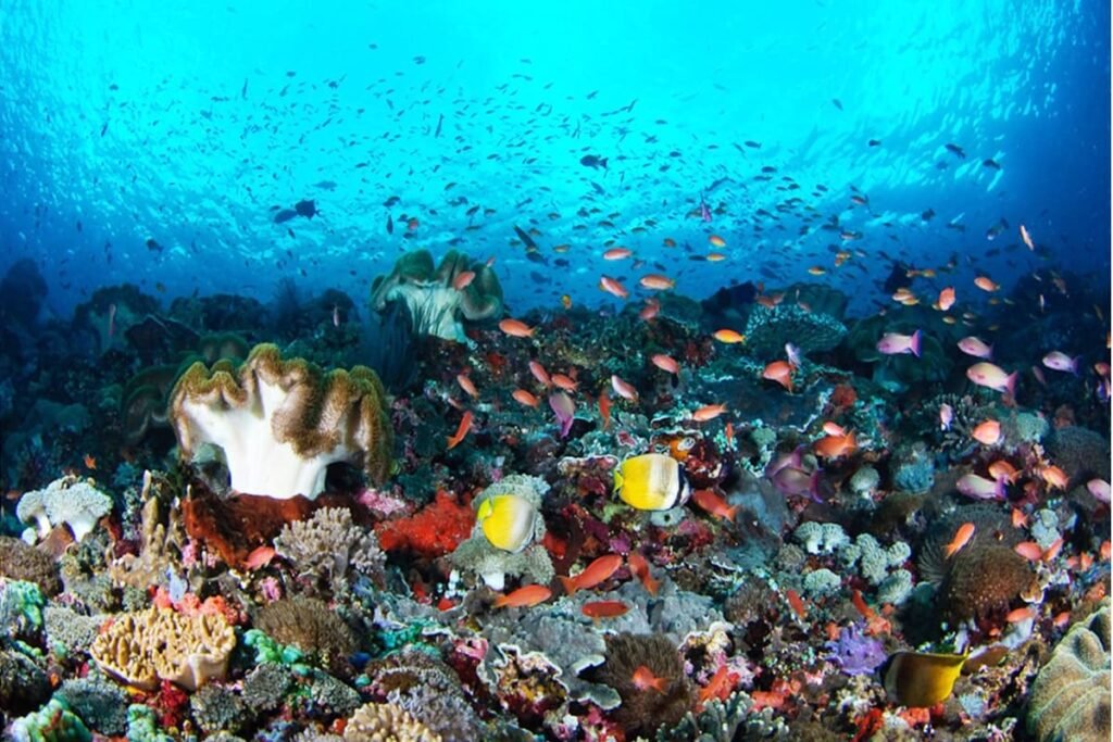 Snorkelers exploring vibrant coral wall at Wall Point, Nusa Lembongan, Bali.